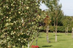 Burgess hill Burial Ground